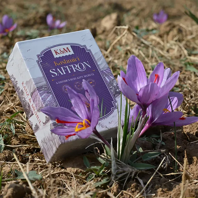 Saffron fields in Kashmir during harvest season